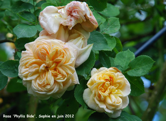 Rosa 'Phyllis Bide'