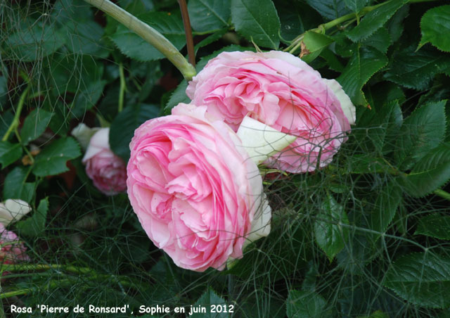 Rosa 'Pierre de Ronsard'
