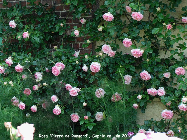 Rosa 'Pierre de Ronsard'