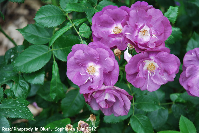 Rosa 'Rhapsody in Blue'