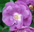 Rosa 'Rhapsody In Blue'