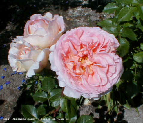 Rosa 'Abraham Darby'