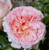 Rosa 'Abraham Darby'