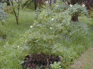 Rosa 'Agnès'