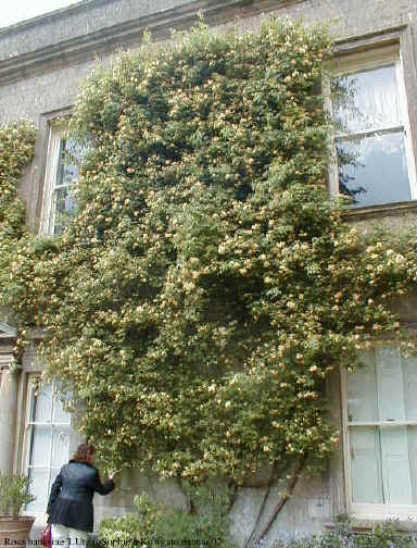 Rosa banksiae 'Lutea'