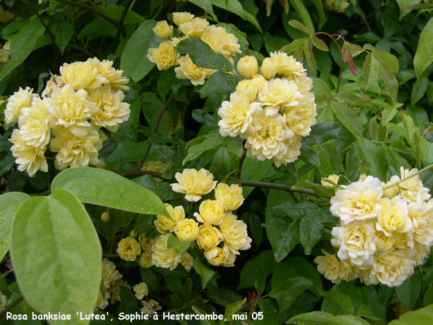 Rosa banksiae 'Lutea'