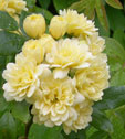 Rosa banksiae 'Lutea'