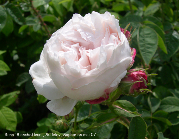 Rosa 'Blanchefleur'