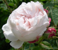 Rosa 'Blanchefleur'