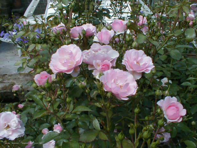 Rosa bonica