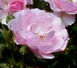 Rosa 'Bonica'