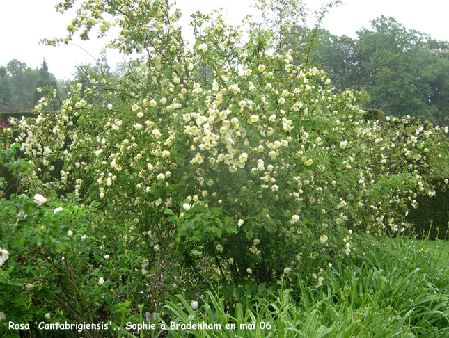 Rosa 'Cantabrigiensis