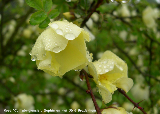 Rosa 'Cantabrigiensis'