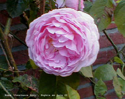 Rossa 'Constance Spry'