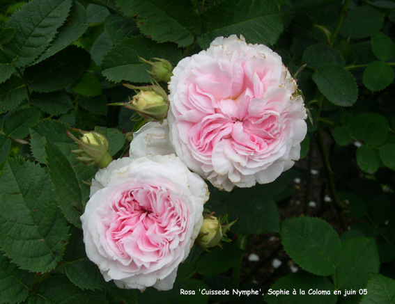 Rosa 'Cuisse de Nymphe'