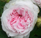 Rosa 'Cuisse de Nymphe'