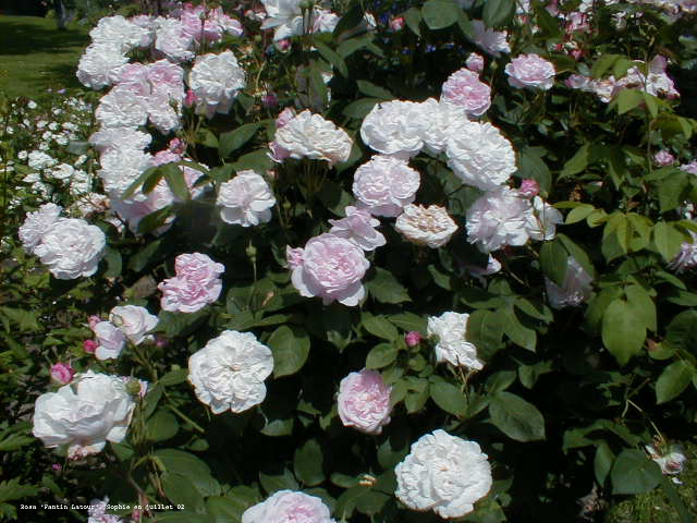 Rosa 'Fantin Latour'