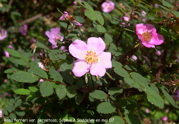 Rosa farreri var. persetosa