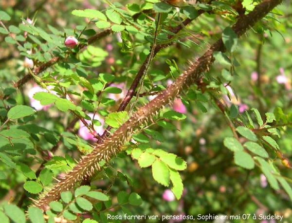 Rosa farreri var. persetosa