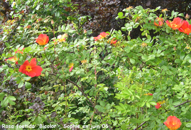 Rosa foetida 'Bicolor'