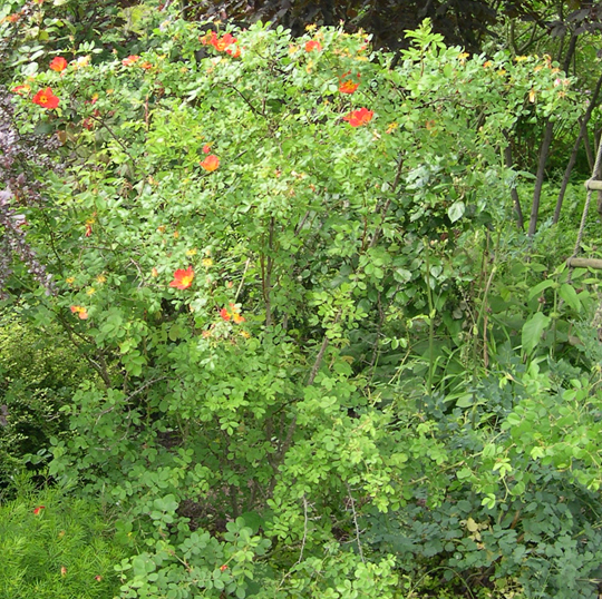 Rosa foetida 'Bicolor'