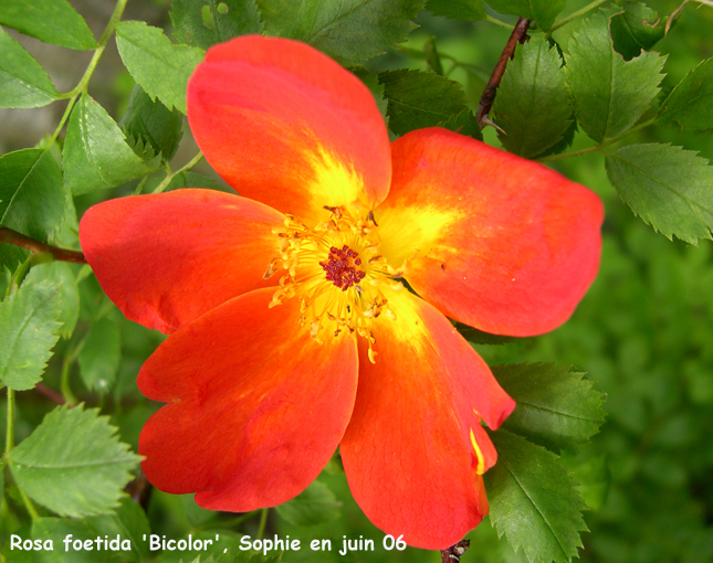 Rosa foetida 'Bicolor'