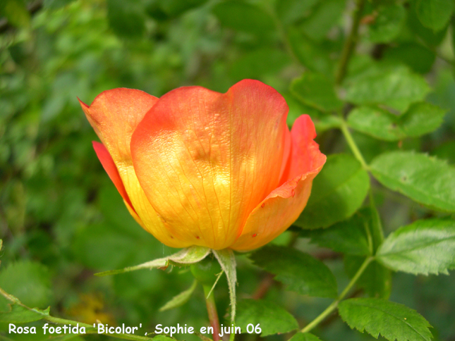 Rosa foetida 'Bicolor'