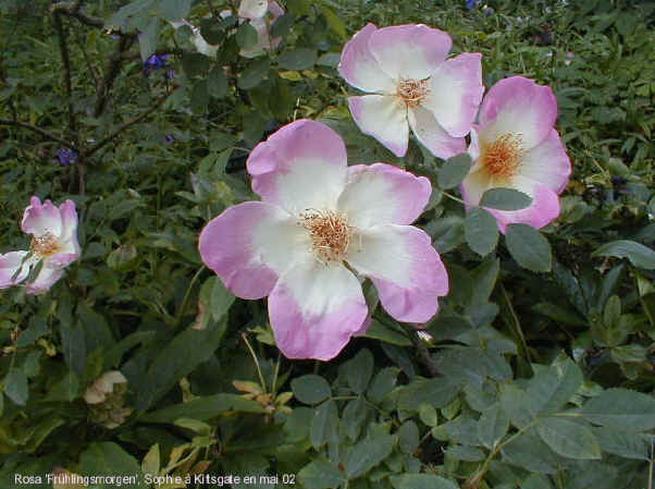 Rosa 'Frühlingsmorgen'