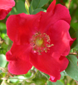 Rosa 'Hillieri'