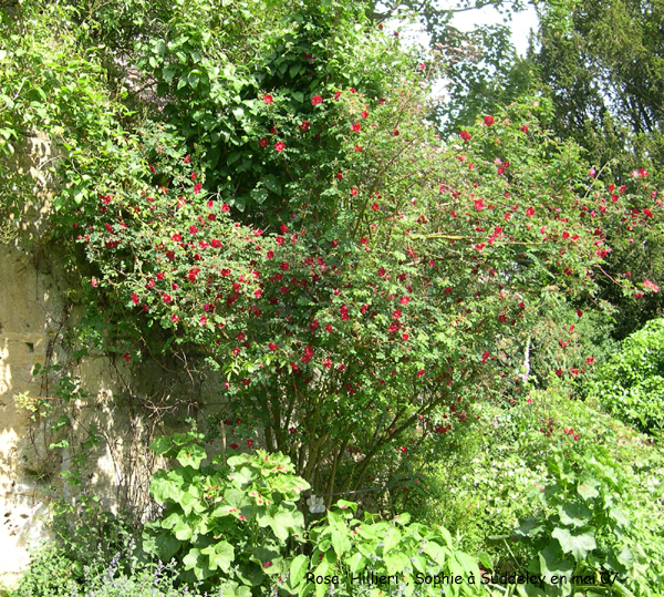 Rosa 'Hillieri'