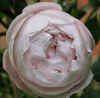 Rosa 'Mme Pierre Oger'