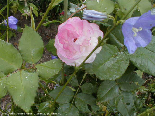 Rosa 'Mme Pierre Oger'