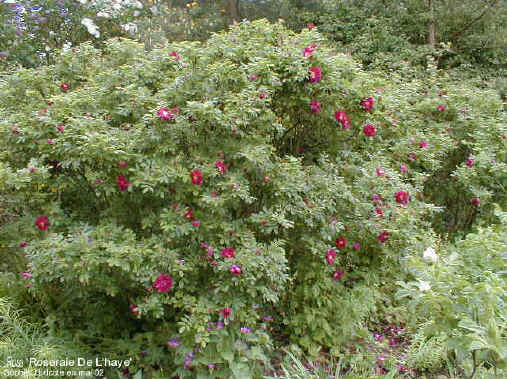 Rosa 'Roseraie de l'Haÿ'