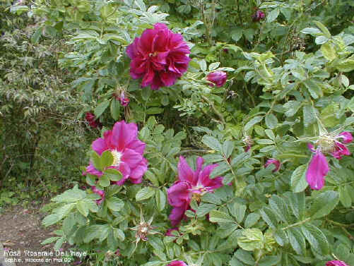 Rosa 'Roseraie de l'Haÿ