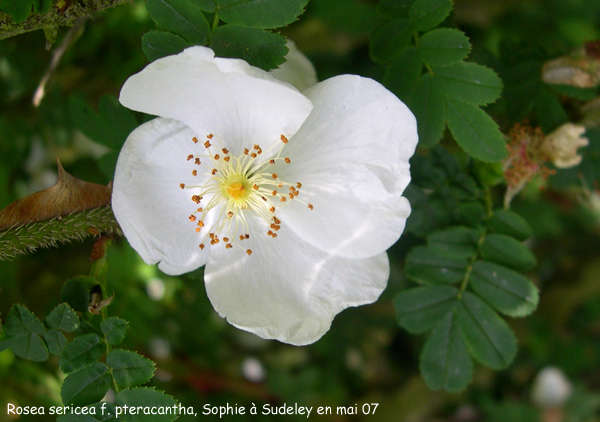 Rosa sericea f. pteracantha