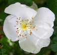 Rosa sericea f. pteracantha