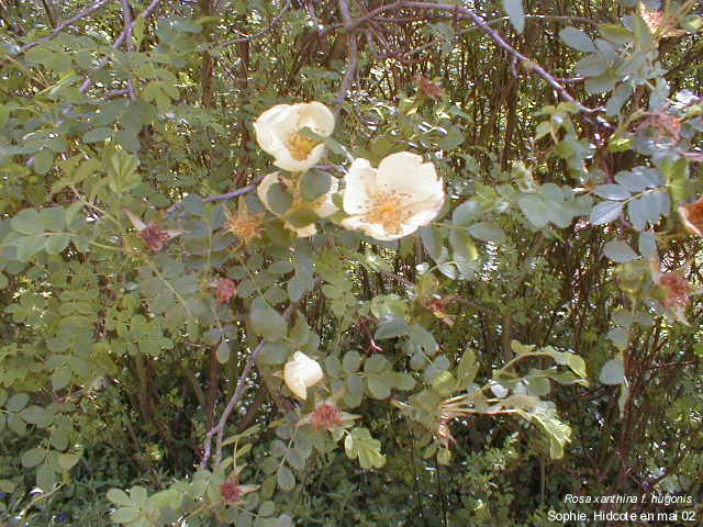 Rosa xanthina f. hugonis
