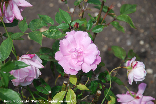 Rosa x odorata 'Pallida'