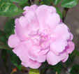Rosa  x odorata 'Pallida