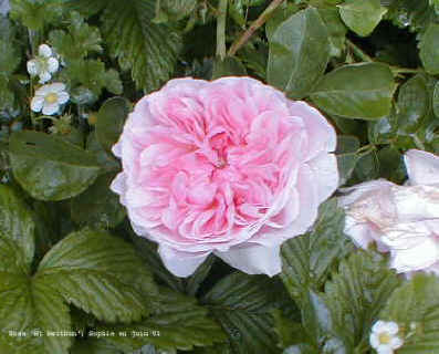 Rosa 'St Swithun'