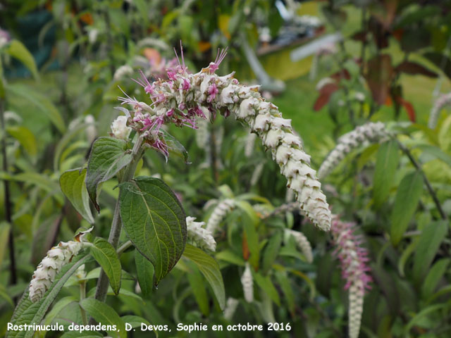 Rostrinucula dependens