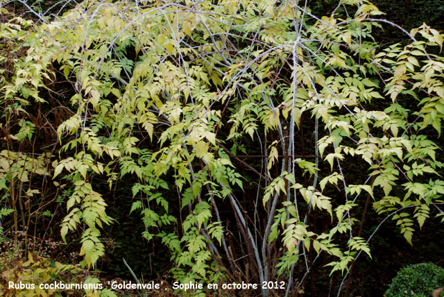 Rubus cockburnianus 'Goldenvale'