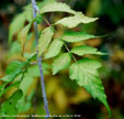 Rubus cockburnianus 'Goldenvale'