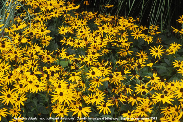 Rudbeckia fulgida 'Goldsturm'