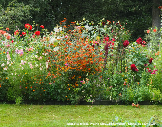 Rudbeckia triloba 'Pairie Glow'