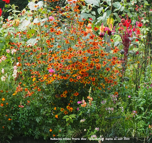 Rudbeckia triloba 'Pairie Glow'