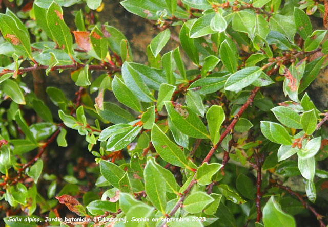 Salix alpina