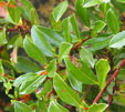 Salix alpina