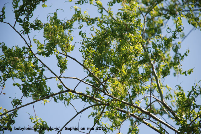 Salix babylonca 'Annularis'