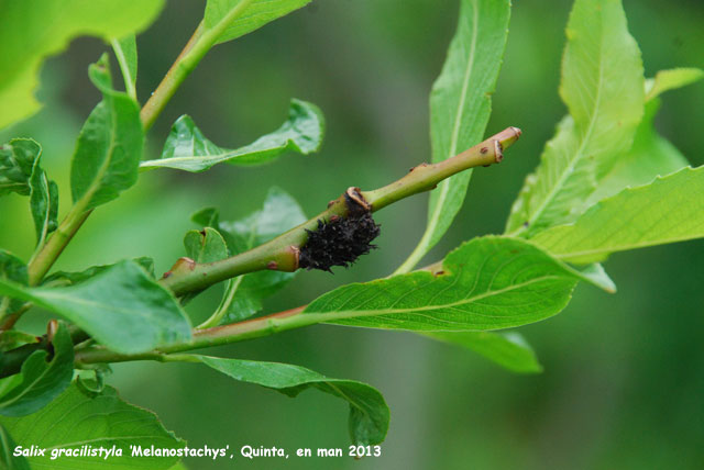Salix gracilistyla 'Melanostachys'